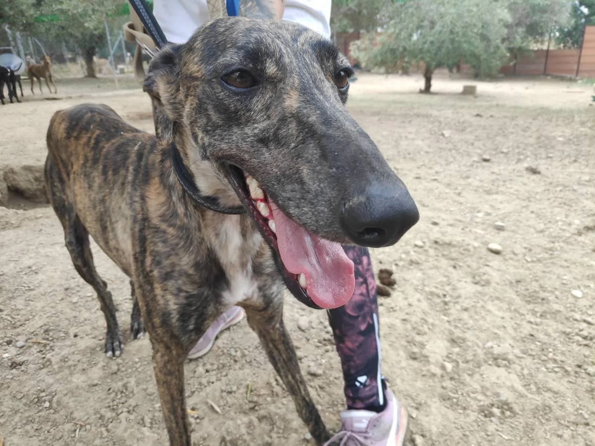 EINAR, Galgo Español (Galgos del Sur)