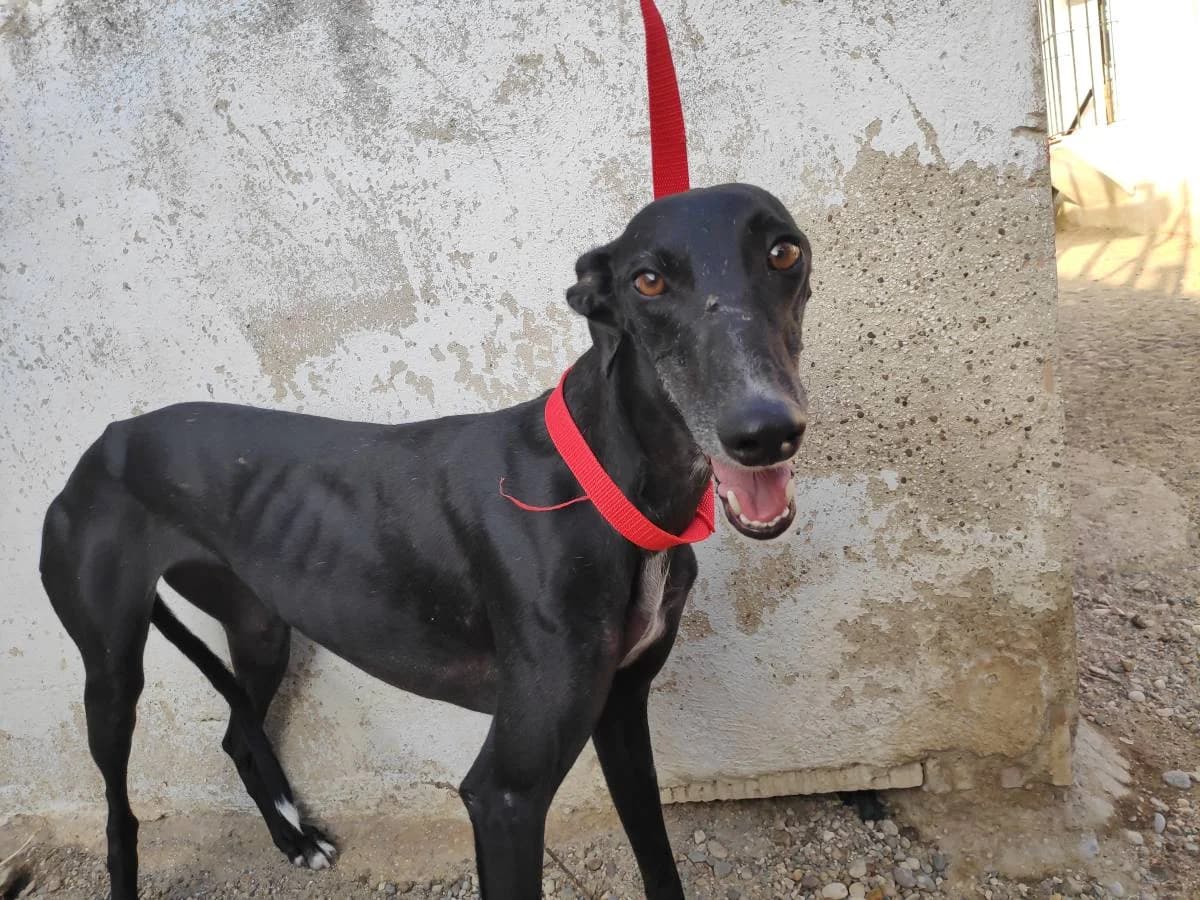 EOSTRE, Galgo Español (Galgos del Sur)