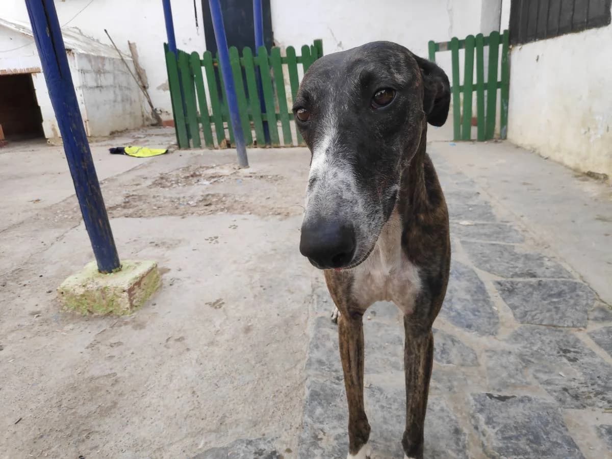 FINROD, Galgo Español (Galgos del Sur)