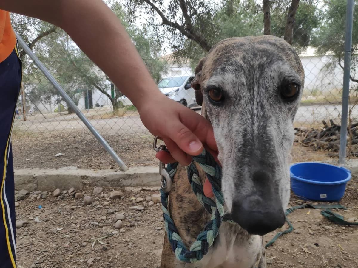 KAIRA, Galgo Español (Galgos del Sur)