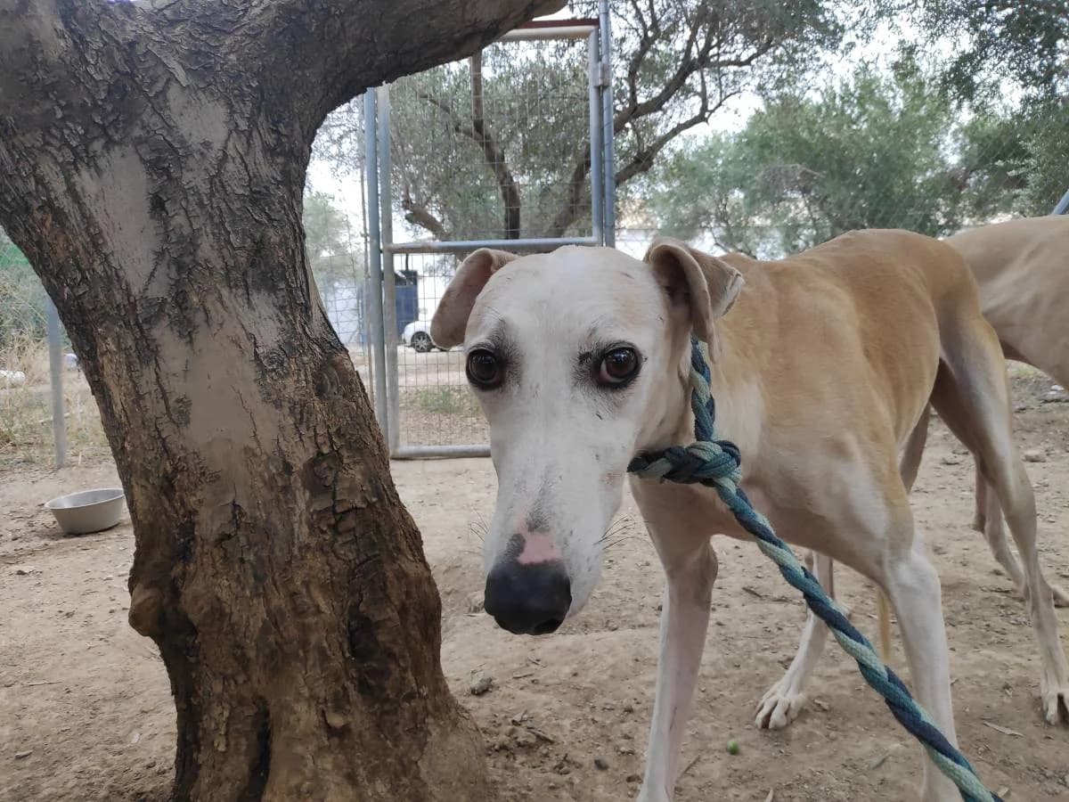 LEMMY, Galgo Español (Galgos del Sur)