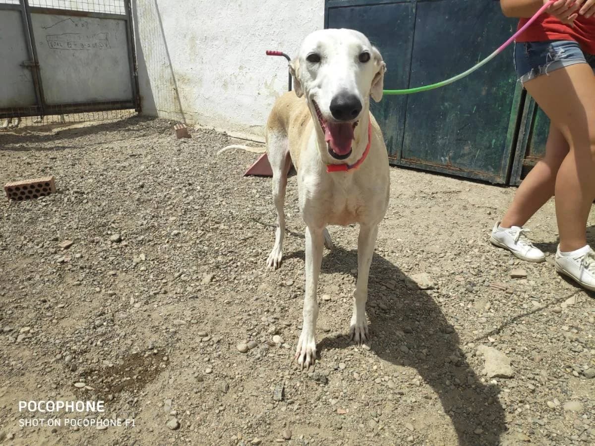 LOIRA, Galgo Español (Galgos del Sur)