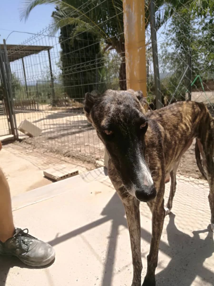 LOOMI, Galgo Español (Galgos del Sur)