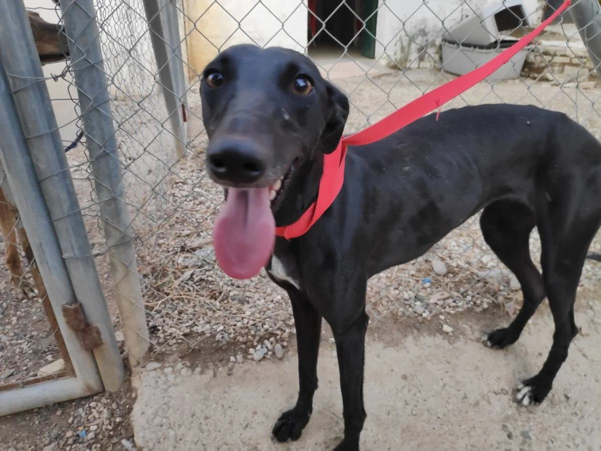 MURGA, Galgo Español (Galgos del Sur)