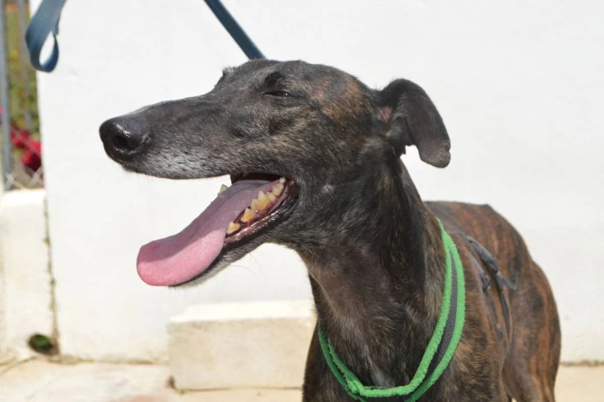 OBI, Galgo Español (Galgos del Sur)
