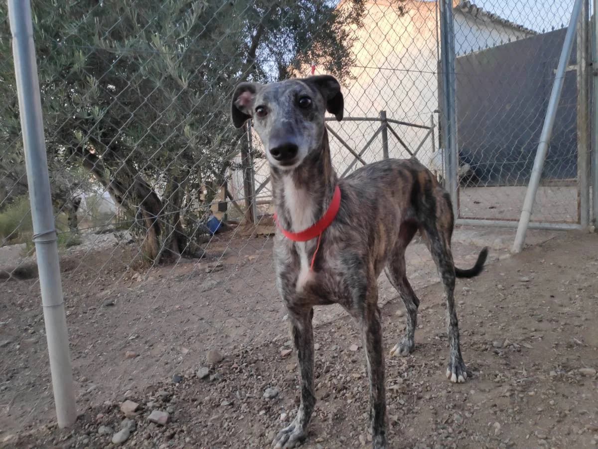 ONCE, Galgo Español (Galgos del Sur)