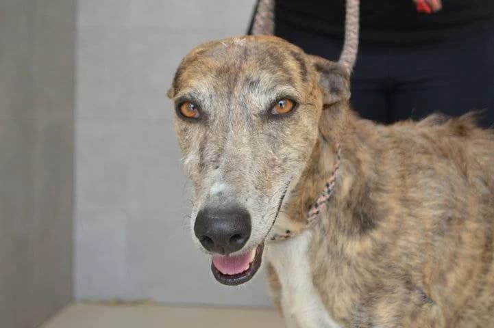 OSKU, Galgo Español (Galgos del Sur)
