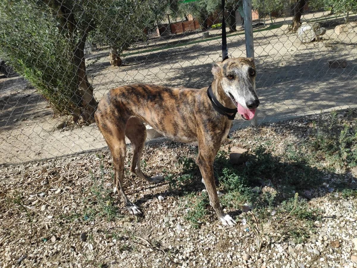 PALMERA, Galgo Español (Galgos del Sur)
