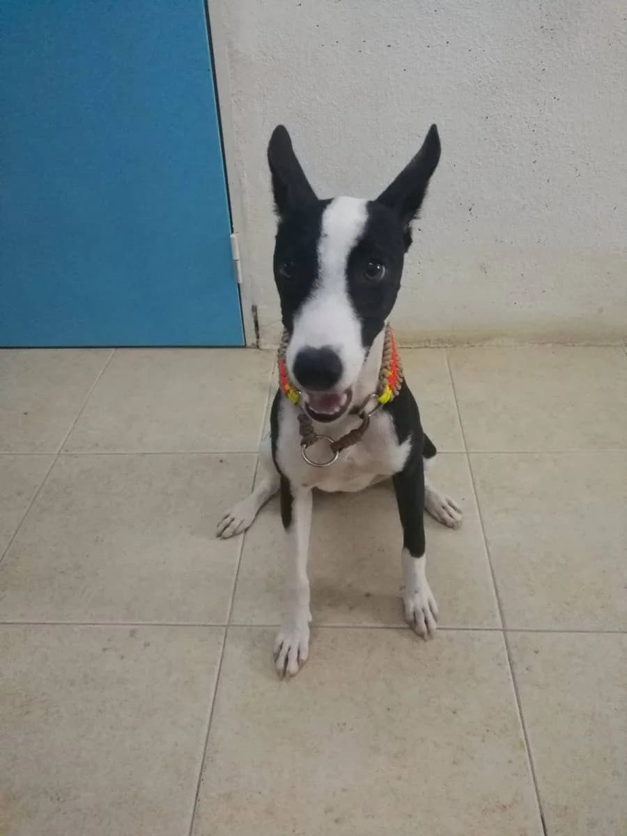 REENA, Galgo Español (Galgos del Sur)