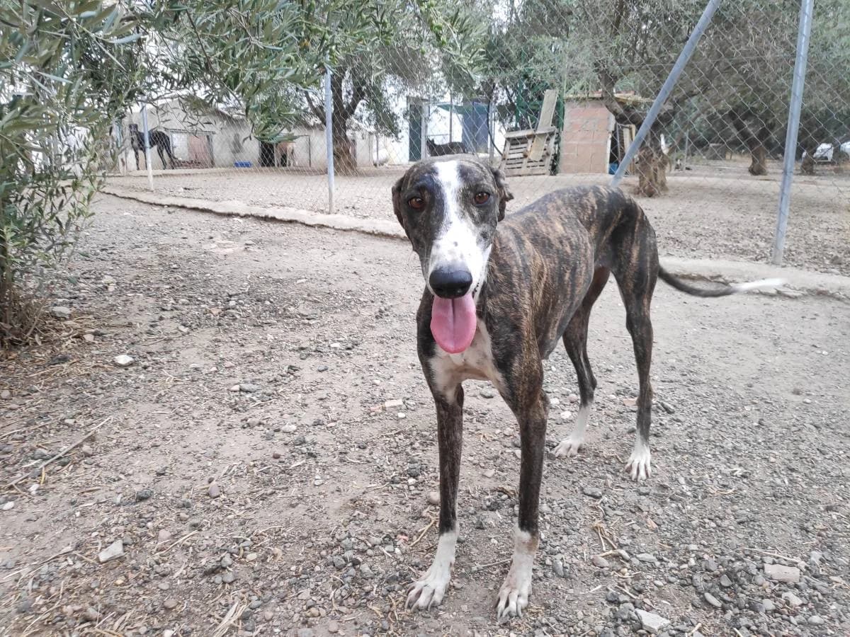 RESIA, Galgo Español (Galgos del Sur)