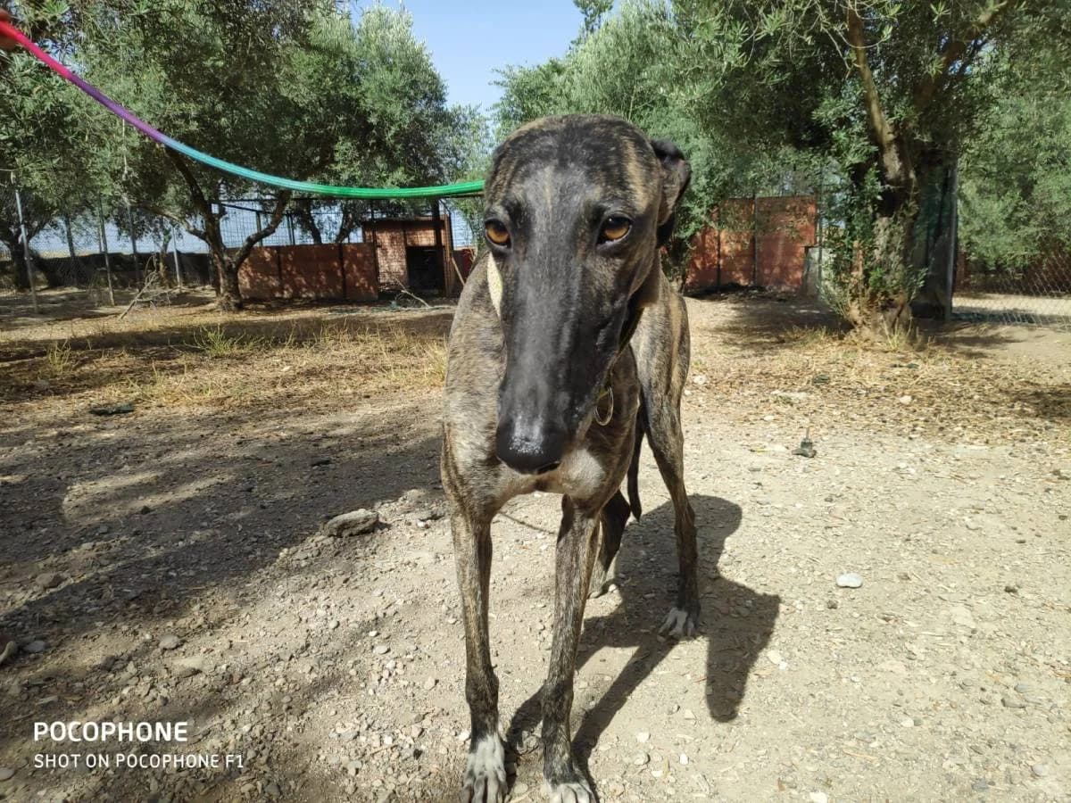 SERENA, Galgo Español (Galgos del Sur)