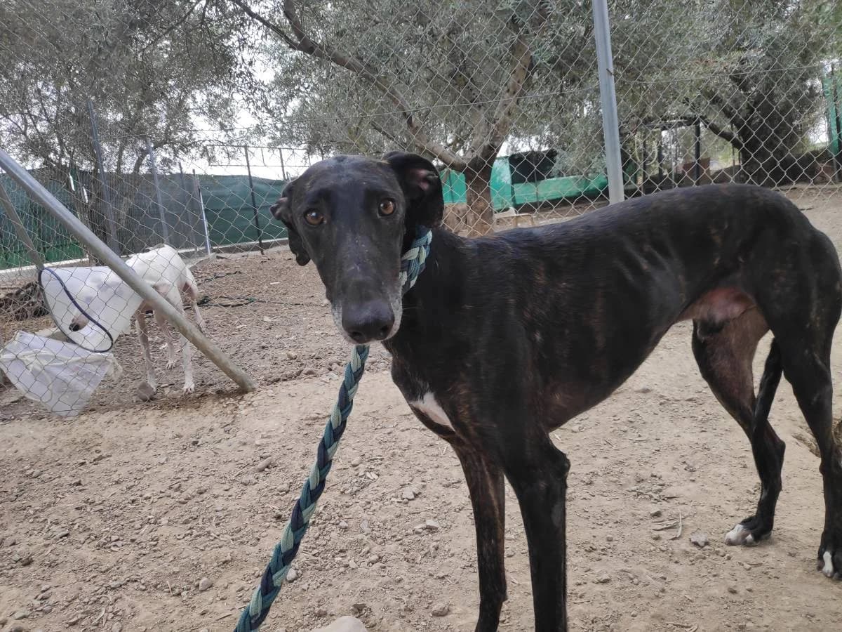 TANOK, Galgo Español (Galgos del Sur)