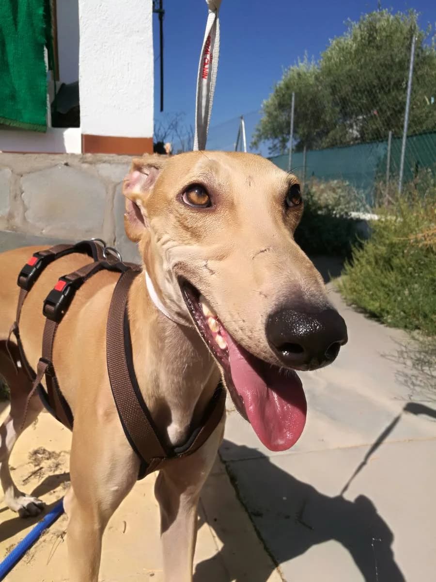THORMUND, Galgo Español (Galgos del Sur)