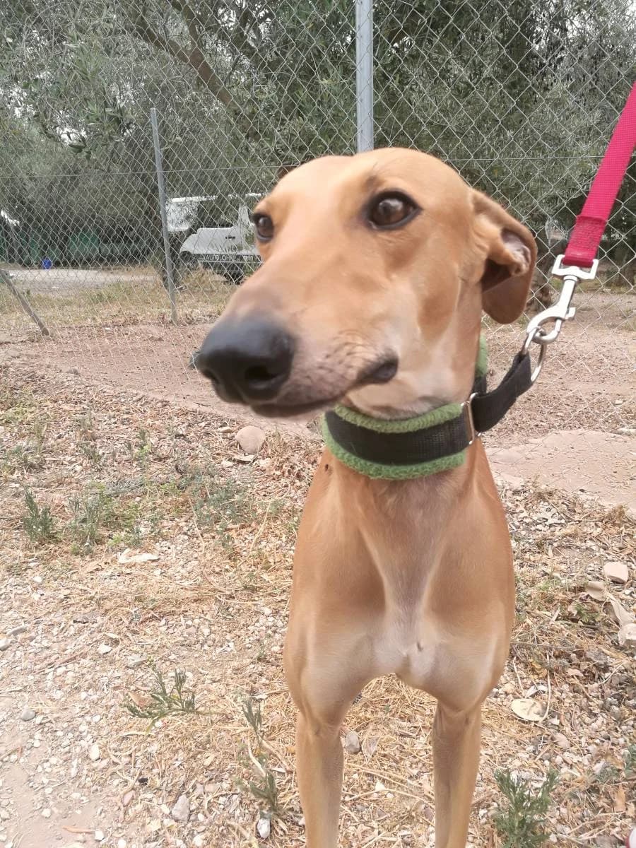 TOM, Galgo Español (Galgos del Sur)