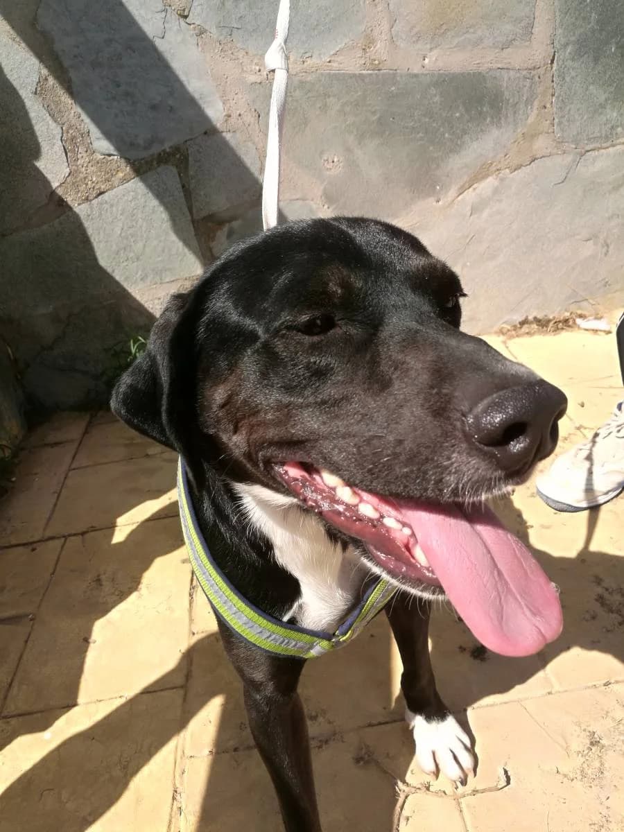 TRUMAN, Galgo Español (Galgos del Sur)