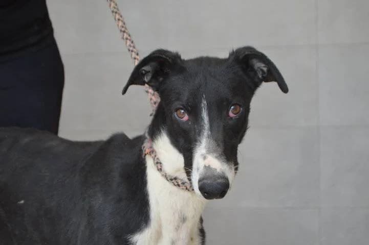 TYR, Galgo Español (Galgos del Sur)