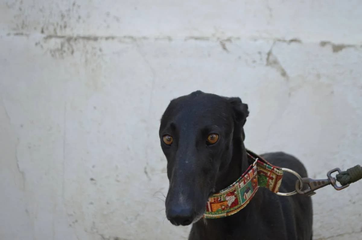 VALI, Galgo Español (Galgos del Sur)