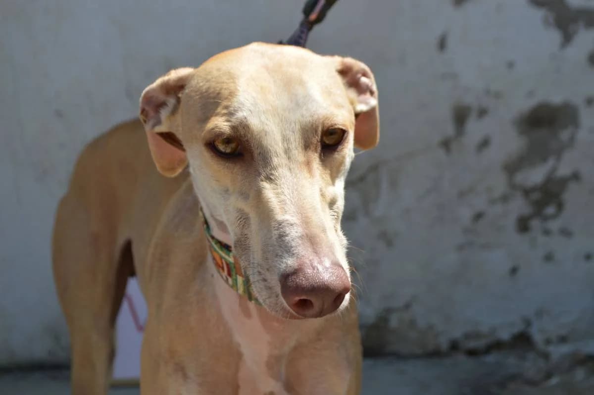 VIDAR, Galgo Español (Galgos del Sur)