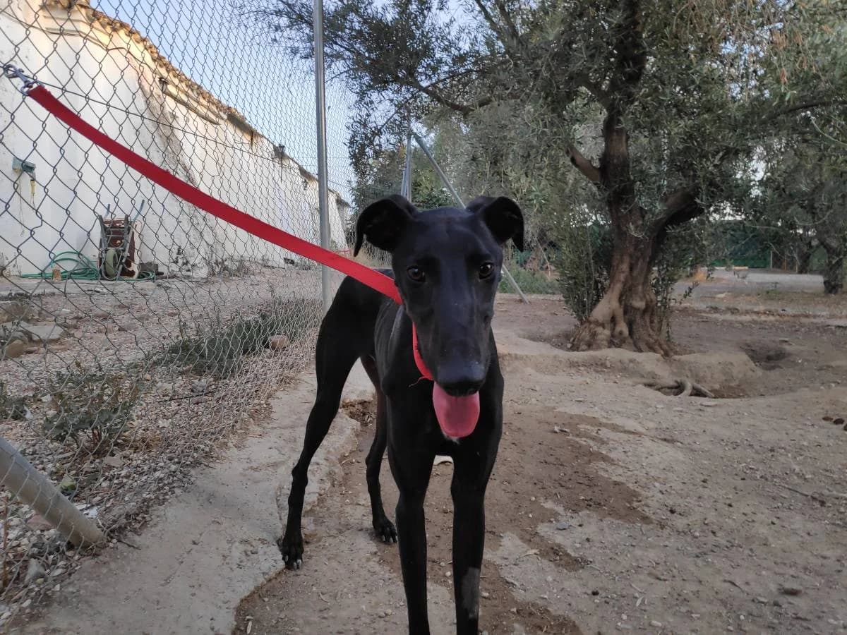 VIGGO, Galgo Español (Galgos del Sur)