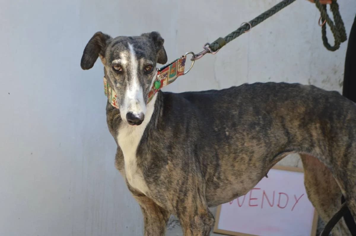 WENDY, Galgo Español (Galgos del Sur)