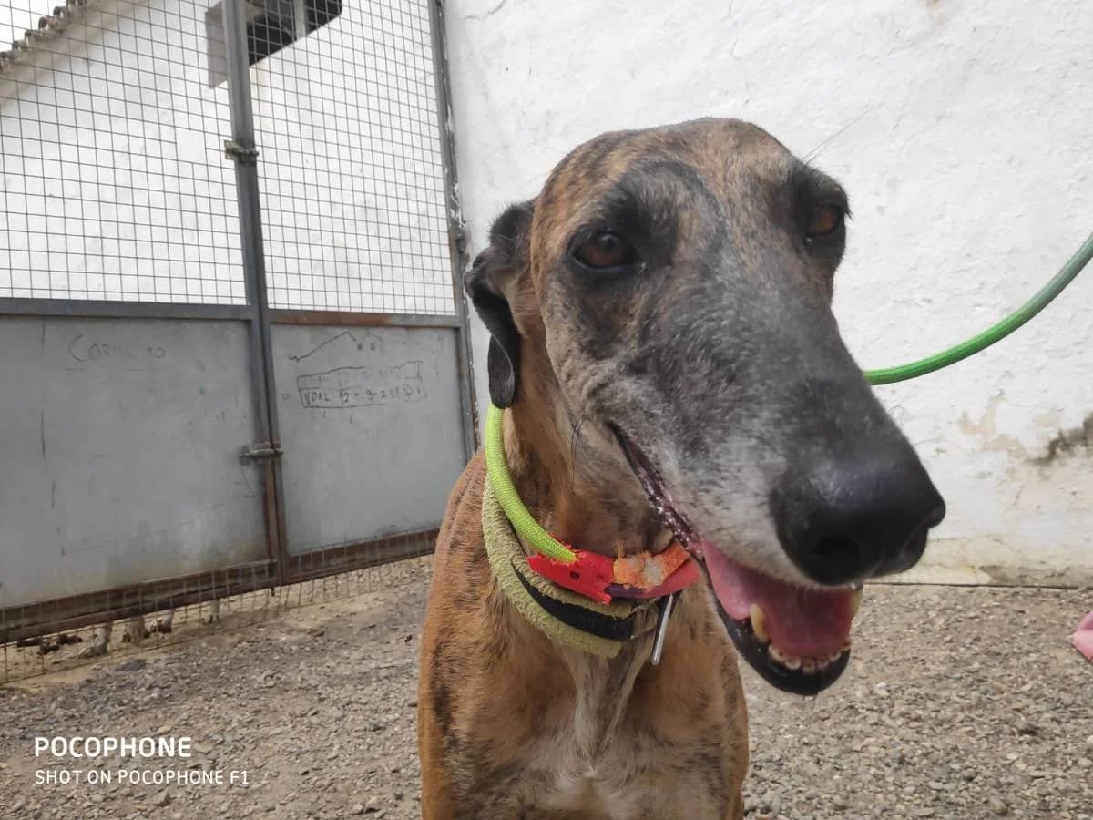 YOSEMITE, Galgo Español (Galgos del Sur)