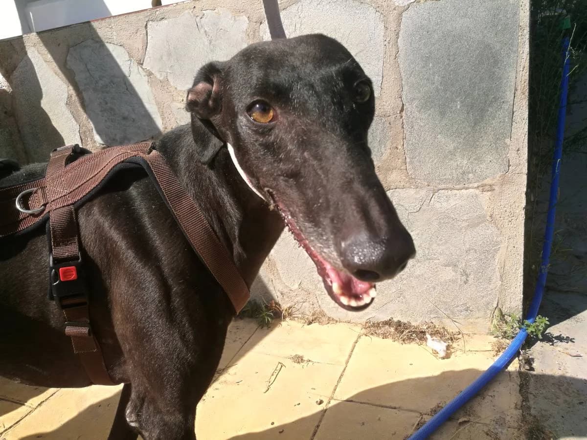 ZEUS, Galgo Español (Galgos del Sur)