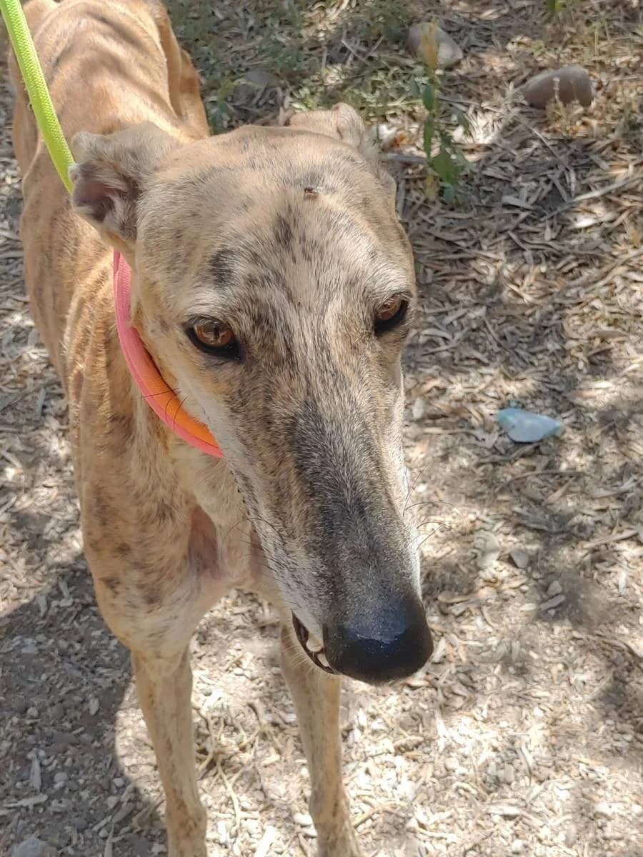 NINFA, Galgo Español (Galgos del Sur)