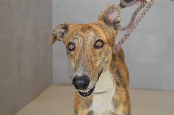 MUFASA, Galgo Español (Galgos del Sur)