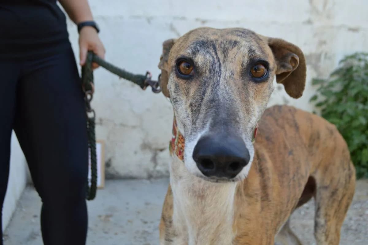 MEXX, Galgo Español (Galgos del Sur)
