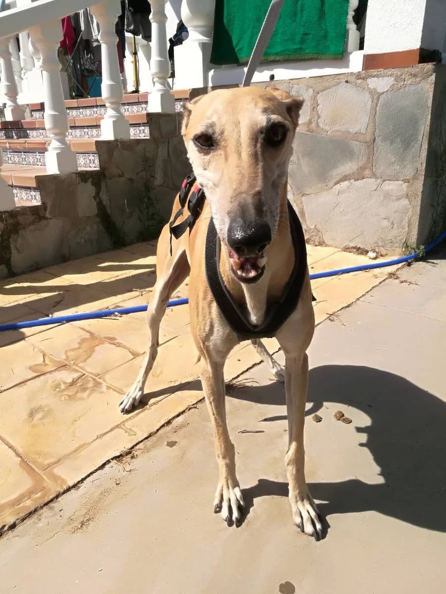 MAGIA, Galgo Español (Galgos del Sur)