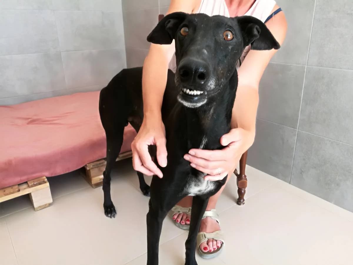 LEAN, Galgo Español (Galgos del Sur)