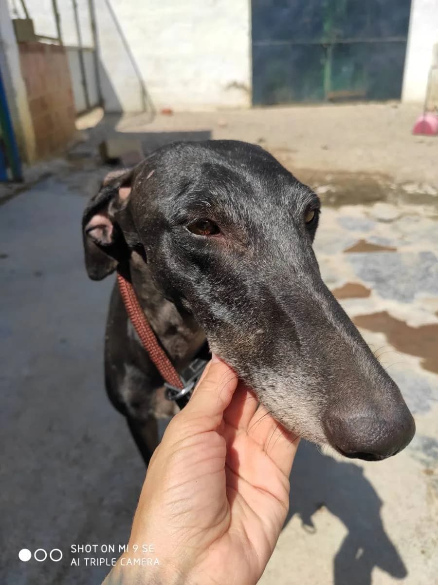 KHRISTA, Galgo Español (Galgos del Sur)