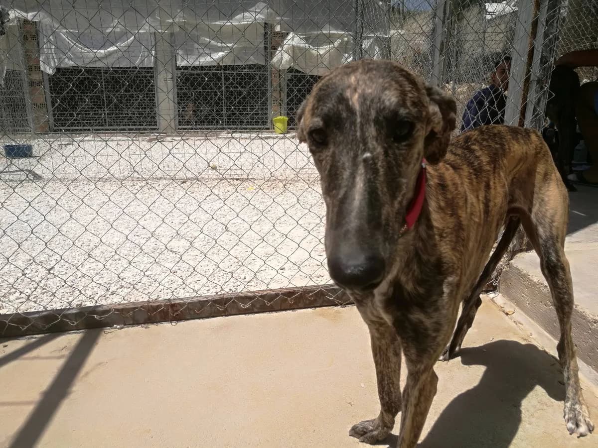HART, Galgo Español (Galgos del Sur)