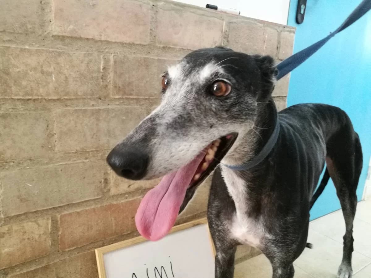 AIMI, Galgo Español (Galgos del Sur)