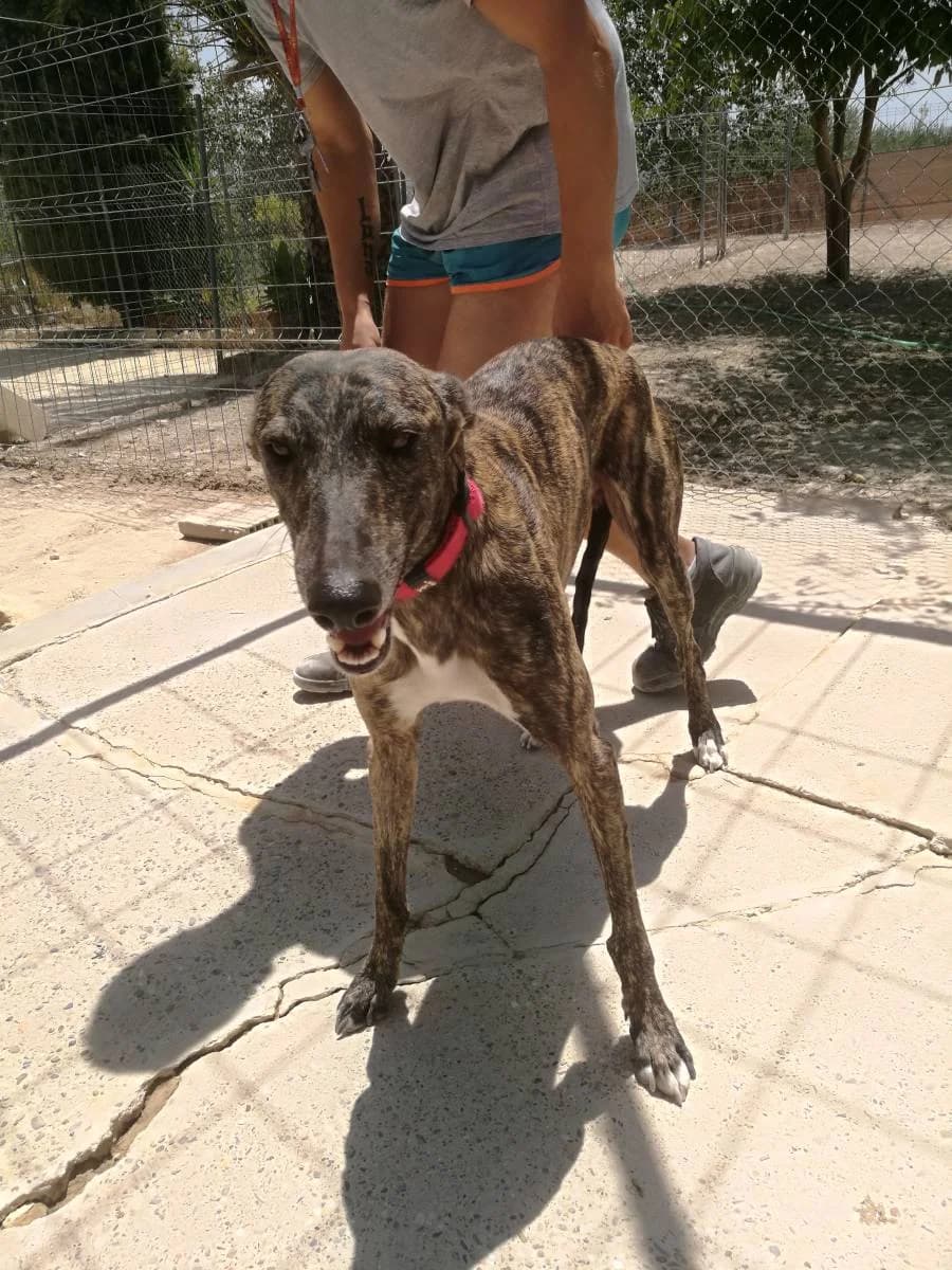 HUGS, Galgo Español (Galgos del Sur)
