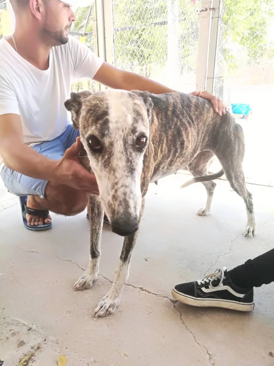BONY, female Galgo Español for adoption at Galgos del Sur