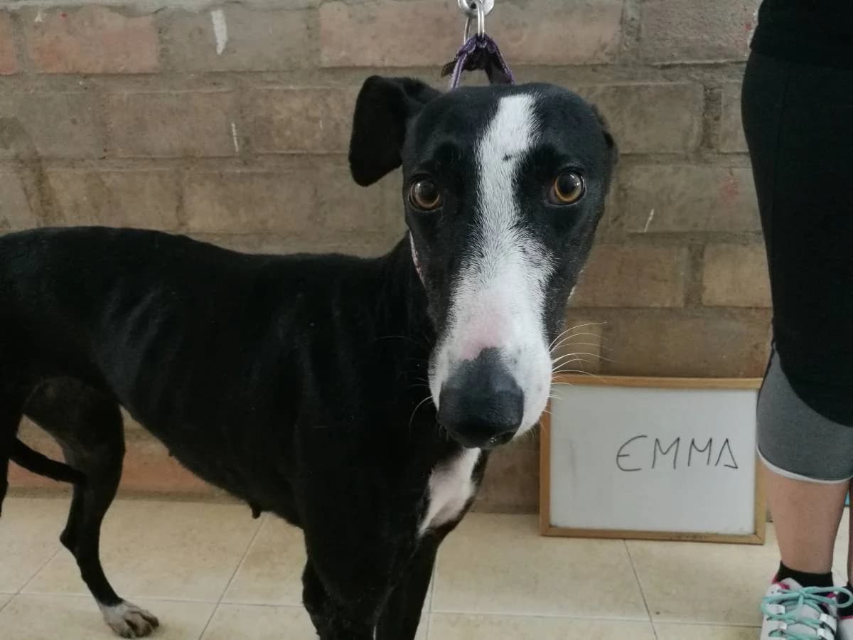 ENMA, female Galgo Español for adoption at Galgos del Sur
