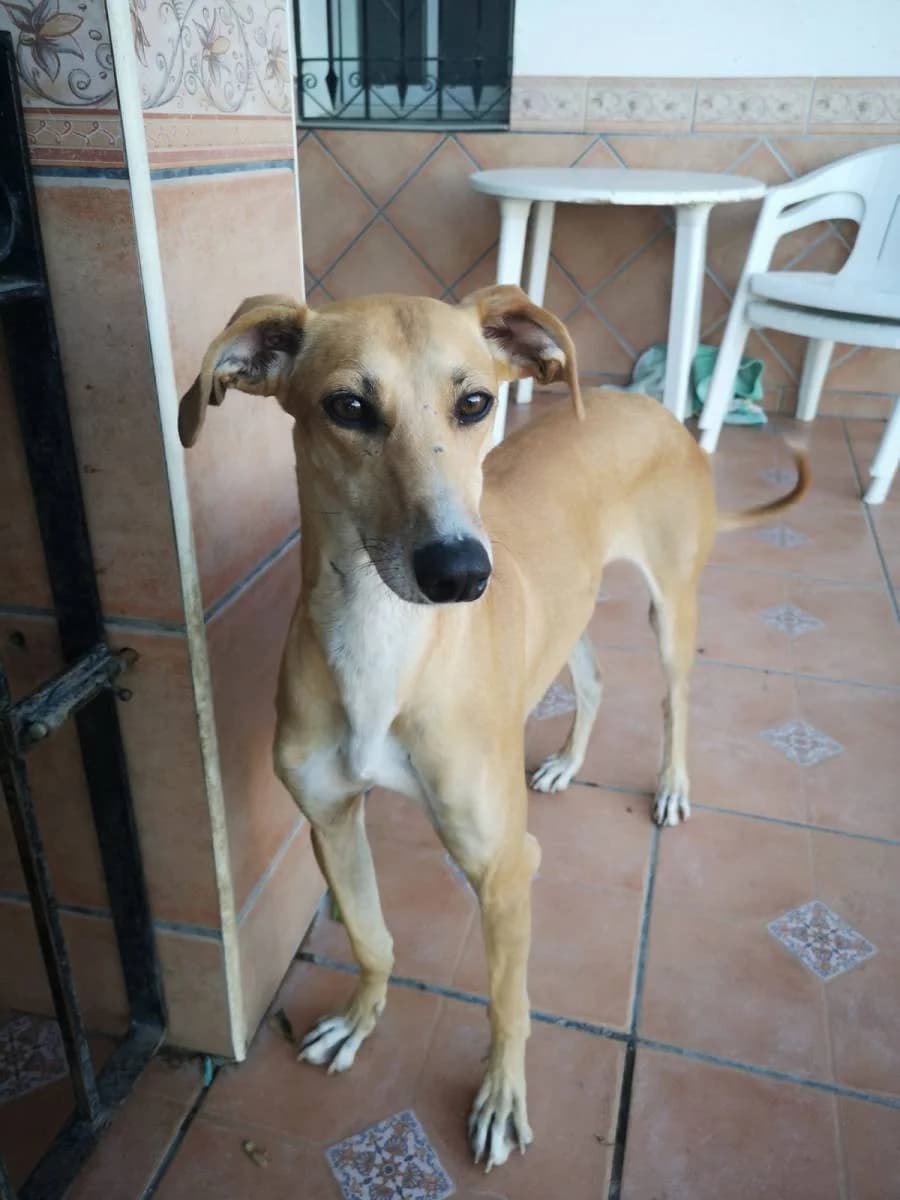 CIANNA, female Galgo Español for adoption at Galgos del Sur