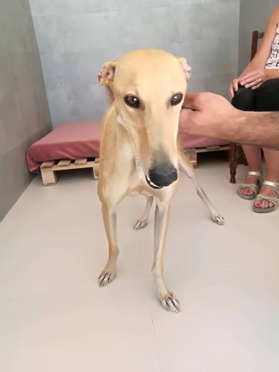 BINTI, female Galgo Español for adoption at Galgos del Sur