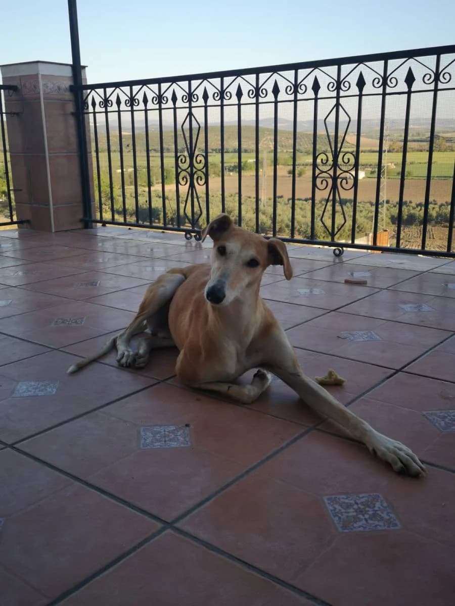 BRIZNA, female Galgo Español for adoption at Galgos del Sur