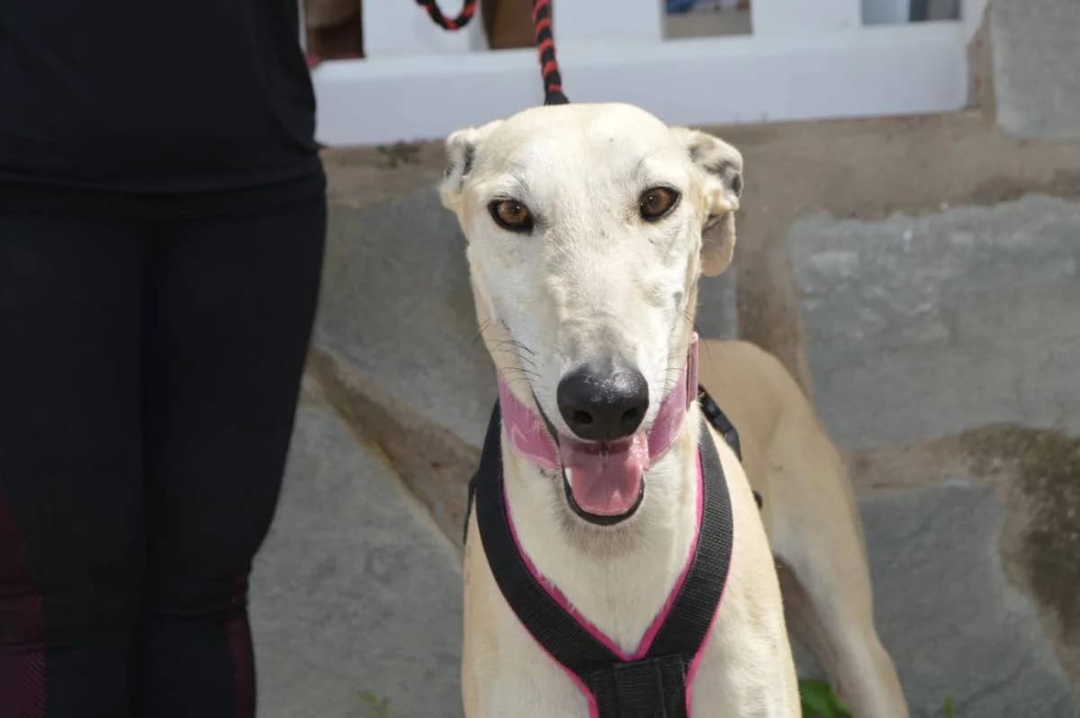 ANETA, female Galgo Español for adoption at Galgos del Sur