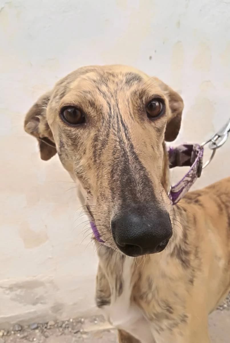 HOGGLE, male Galgo Español for adoption at Galgos del Sur