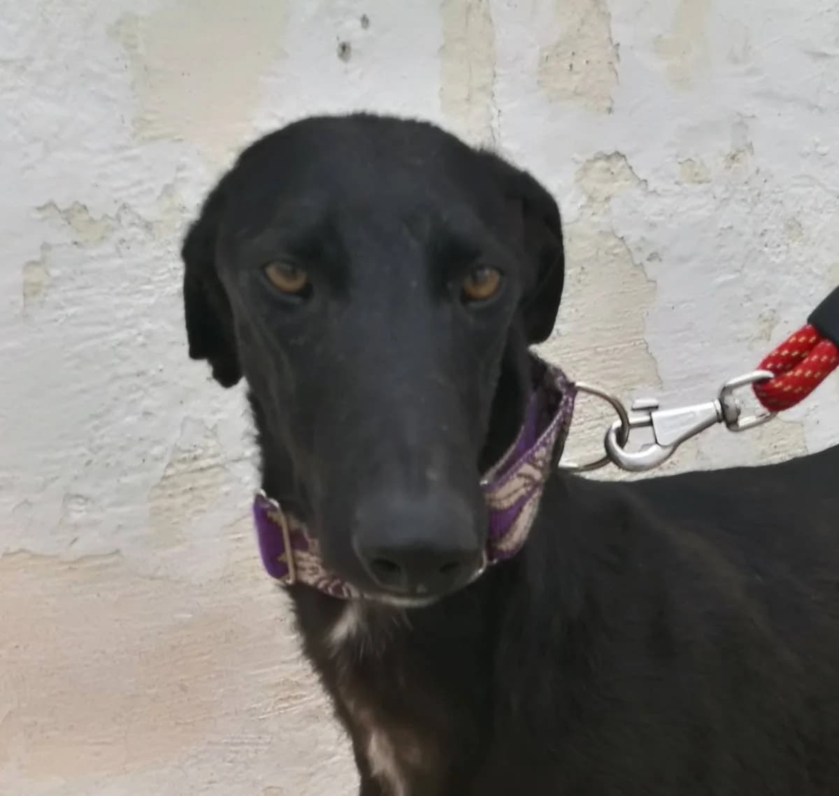 JARETH, male Galgo Español for adoption at Galgos del Sur