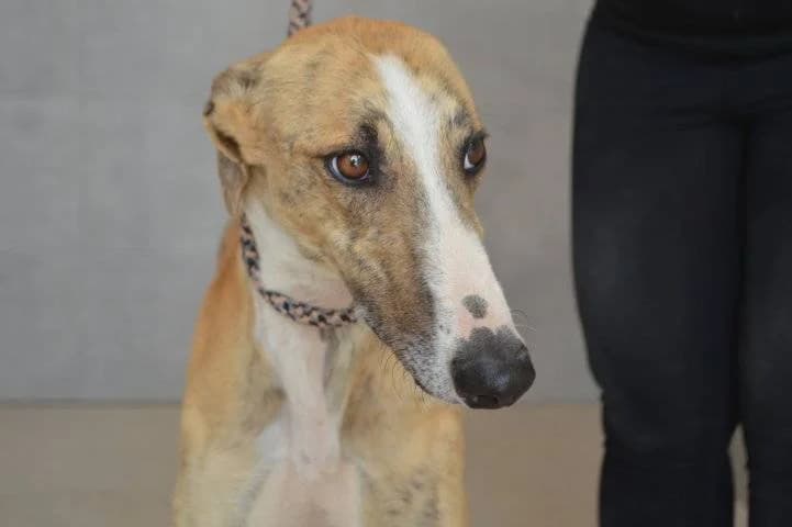 JALON, male Galgo Español for adoption at Galgos del Sur