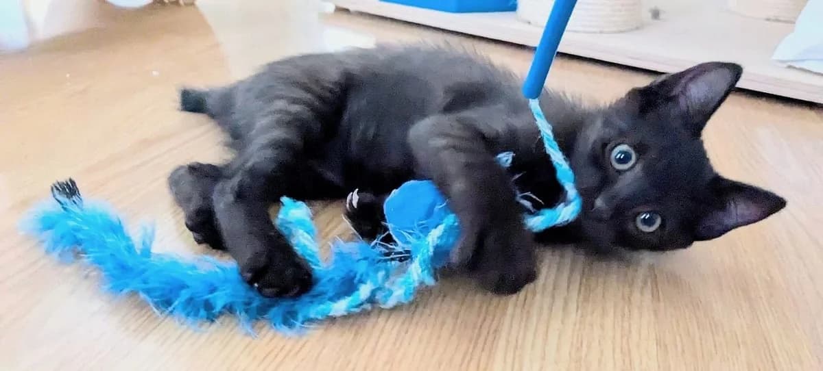 Bryn, male puppy Mixed Breed for adoption at Gatalunya Cat Rescue