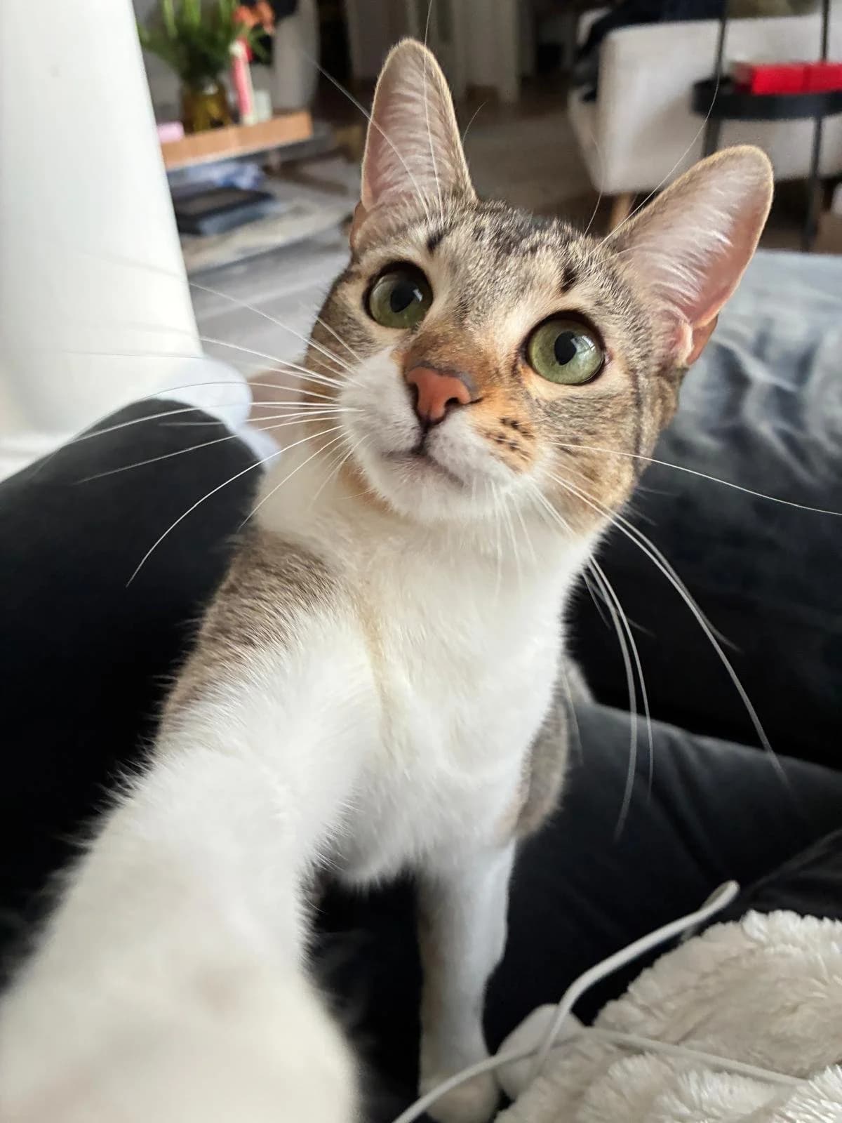 Charlotte, female young Mixed Breed for adoption at Gatalunya Cat Rescue