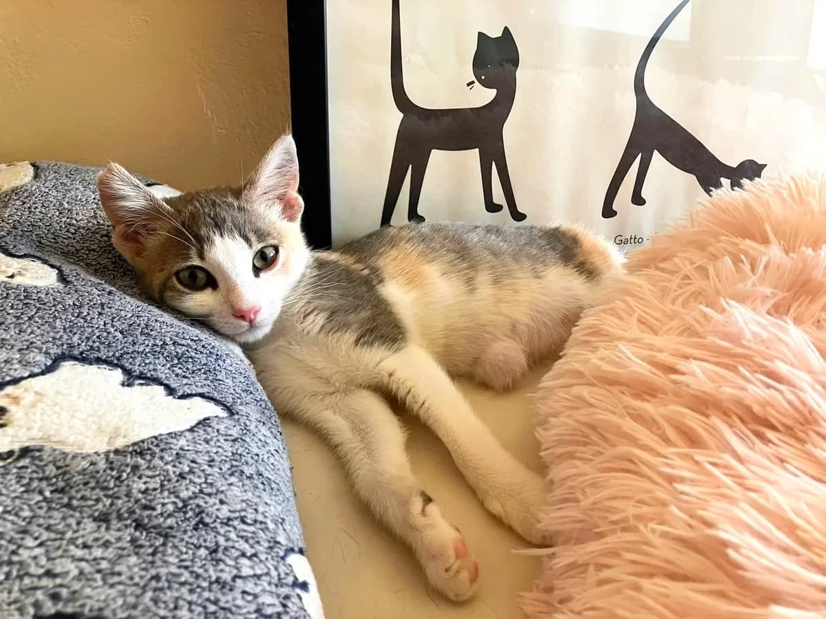 Ecka, female puppy Mixed Breed for adoption at Gatalunya Cat Rescue