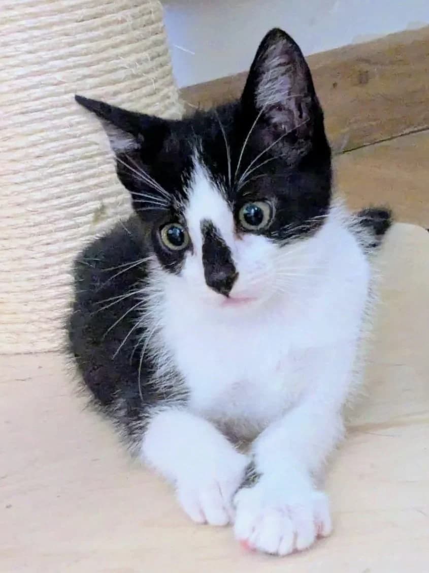 Gwen, female puppy Mixed Breed for adoption at Gatalunya Cat Rescue