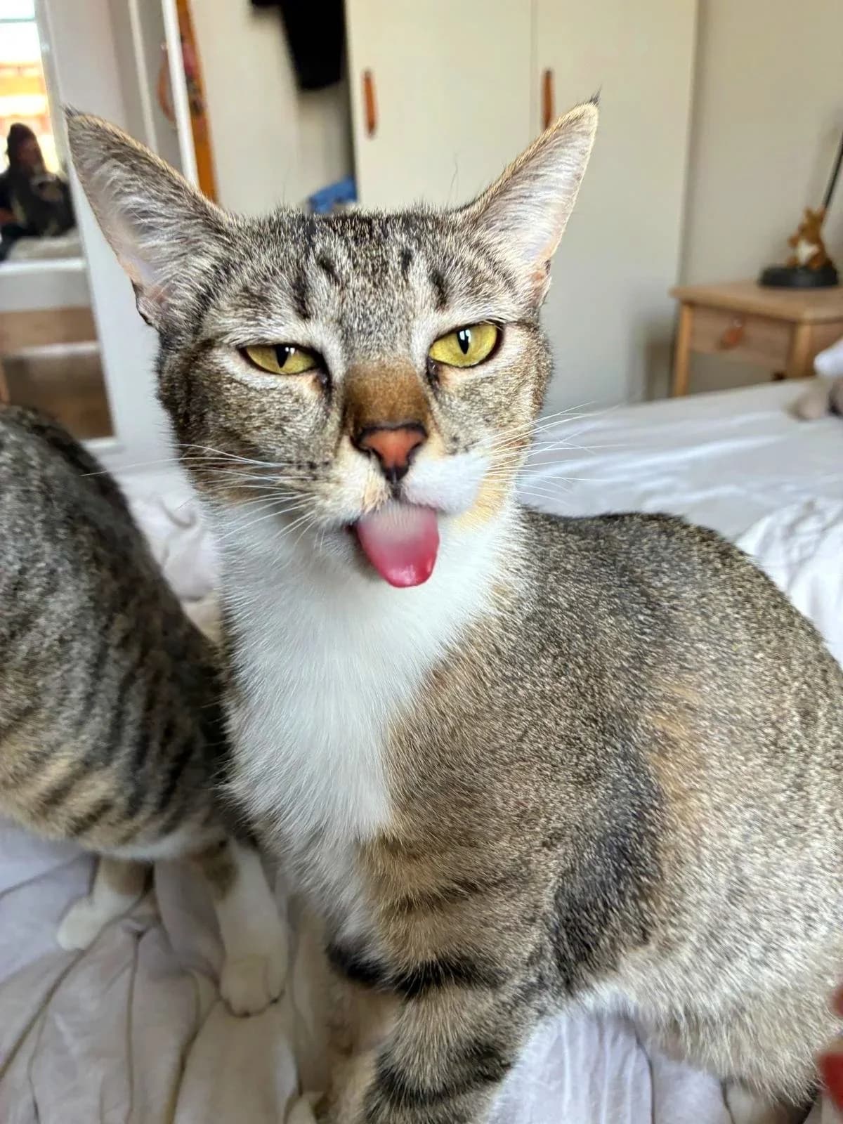 Lily, Mixed Breed (Gatalunya Cat Rescue)