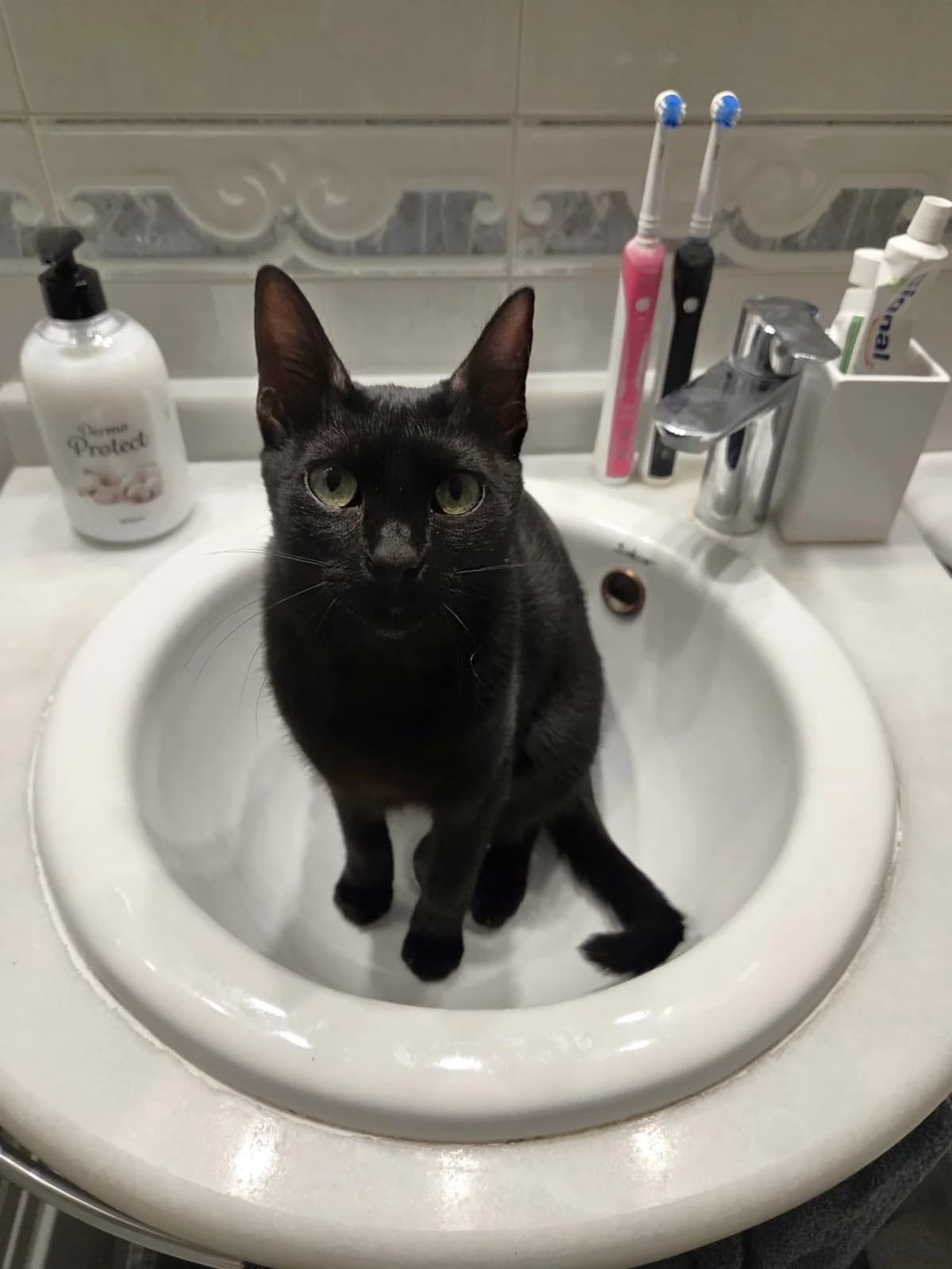 Mariona, Mixed Breed (Gatalunya Cat Rescue)